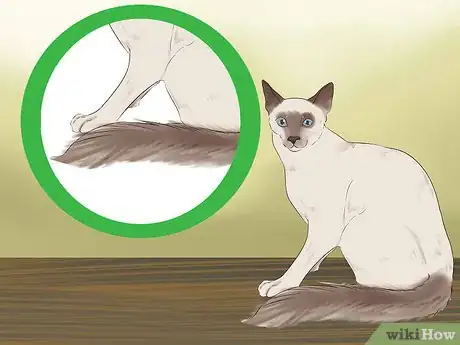 Image titled Identify a Javanese Cat Step 7
