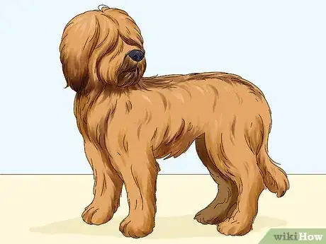 Image titled Identify a Briard Step 7