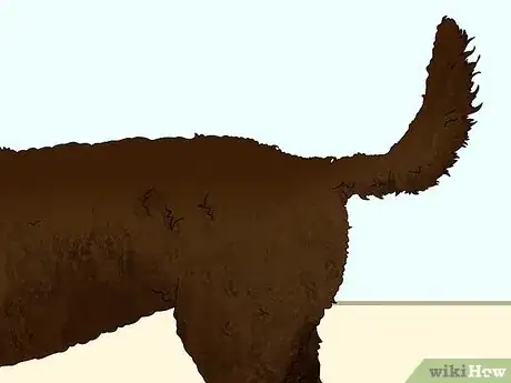 Image titled Identify an American Water Spaniel Step 5