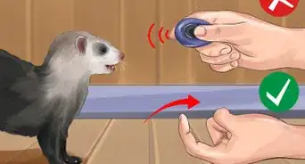 Train a Ferret