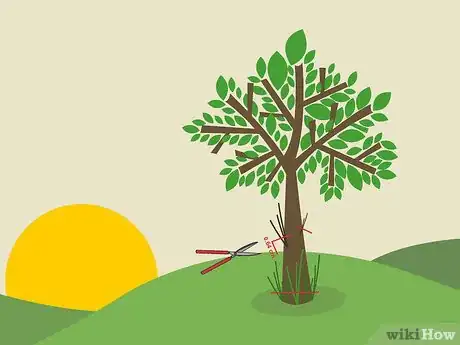 Image titled Prune Guava Trees Step 3