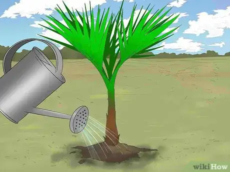 Image titled Grow a Washingtonia Robusta Step 10