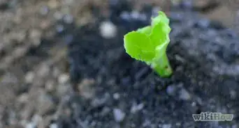 Grow Herb Gardens from Seed