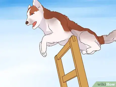Image titled Exercise With Your Dog Step 14