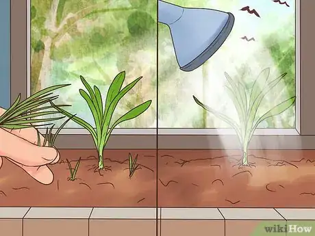 Image titled Grow Perennials From Seed Step 17