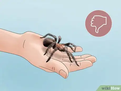 Image titled Care for a Chilean Rose Tarantula Step 15