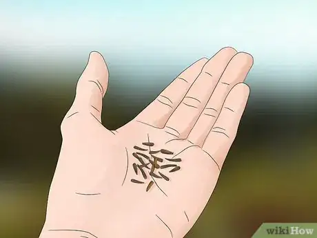 Image titled Plant Liatris Step 1