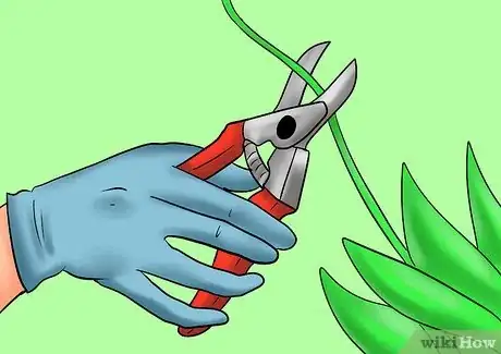 Image titled Cut from a Pansy Plant Step 1Bullet1