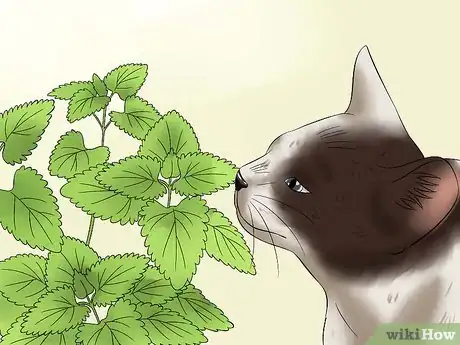 Image titled Amuse Cats Step 5