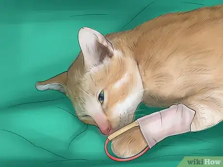 Image titled Treat Heartworm Disease in Cats Step 4