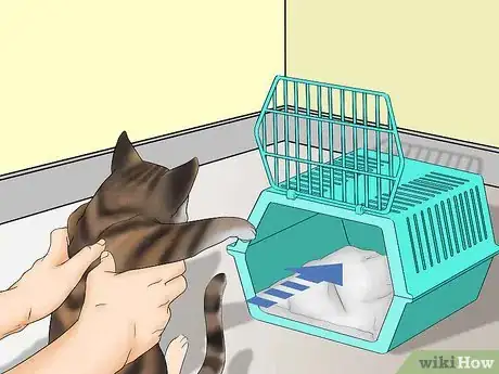 Image titled Avoid Losing Your Cat Step 12