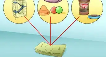 Decide if a Ferret Is the Right Pet for You