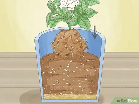Image titled Transplant Potted Flowers Outdoors Step 13