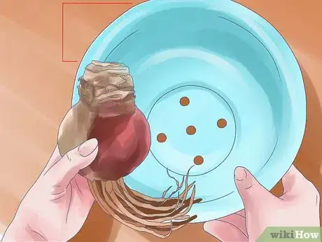 Image titled Care for Amaryllis Flowers Step 6