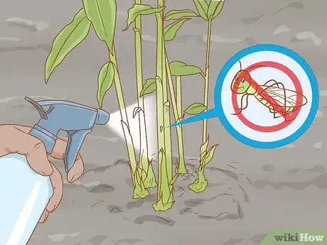 Image titled Grow Etlingera Elatior Step 10