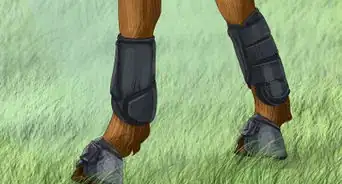 Know if Your Horse Needs Shoes