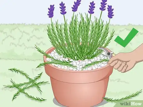 Image titled Plant Lavender in Pots Step 13