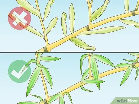 Image titled Buy Bamboo Step 6