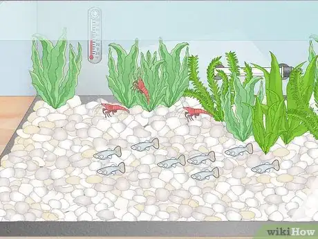 Image titled Breed Freshwater Shrimp Step 7