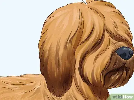 Image titled Identify a Briard Step 2