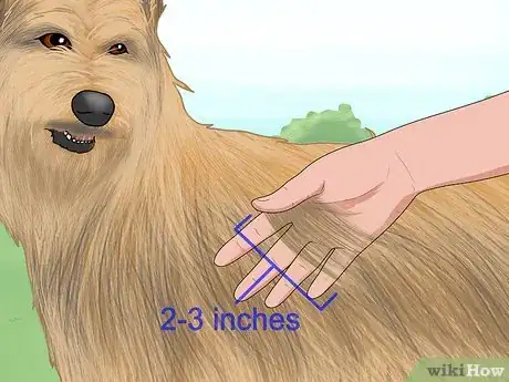 Image titled Identify a Berger Picard Step 9