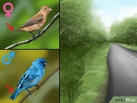 Image titled Identify an Indigo Bunting Step 4