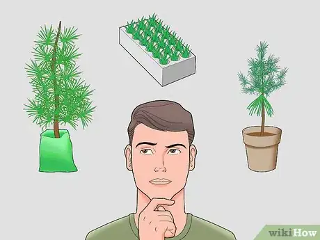 Image titled Plant Pine Trees Step 2