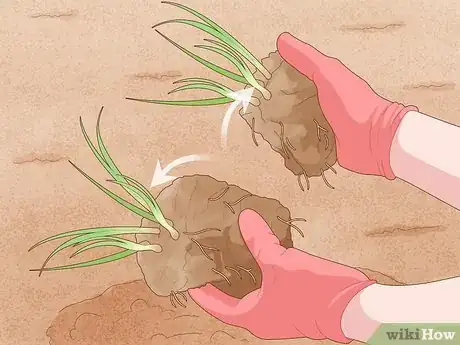 Image titled Grow Chives Indoors Step 12