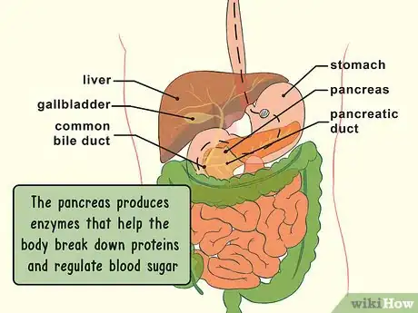 Image titled Study the Physiology of Digestion in the Human Body Step 3