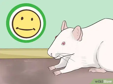 Image titled Train Your Rat to Do Tricks Step 7