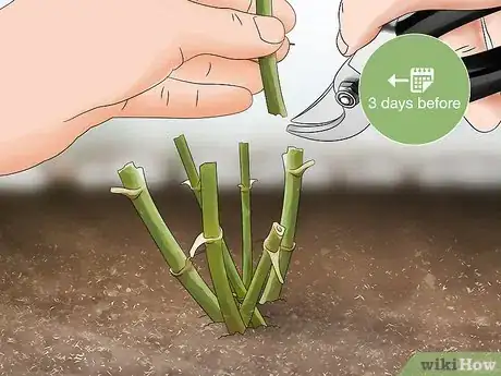 Image titled Cut Dahlia Tubers Step 1