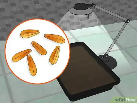 Image titled Grow Valerian Step 3