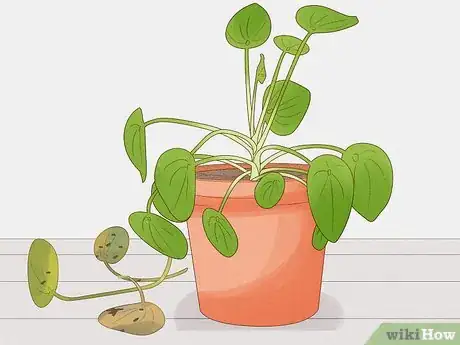Image titled Prevent over Watering in House Plants Step 12