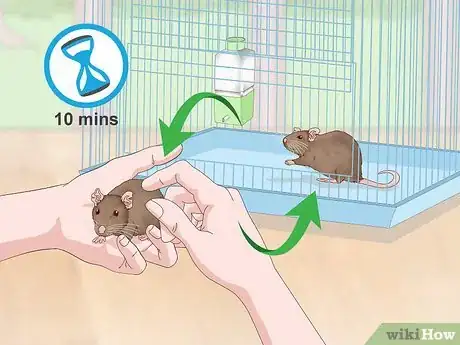 Image titled Keep a Pair of Pet Rats Step 16