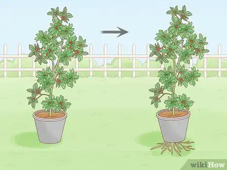 Image titled Grow Miracle Berries Step 2