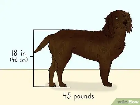 Image titled Identify an American Water Spaniel Step 1