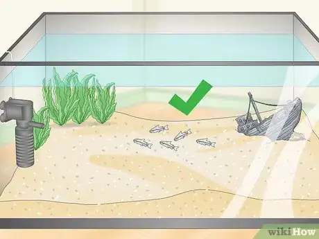 Image titled Determine Which Breed of Corydoras is Best for Your Aquarium Step 1