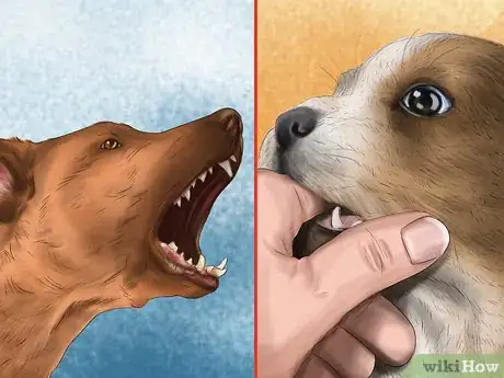 Image titled Handle a Little Dog with a Big Attitude Step 3