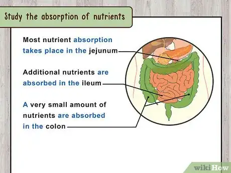 Image titled Study the Physiology of Digestion in the Human Body Step 9