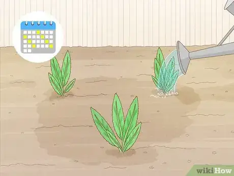 Image titled Grow Eryngium Foetidum Step 10