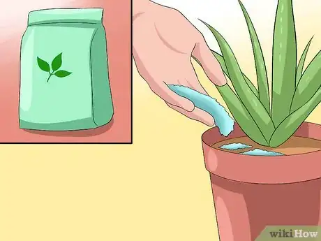 Image titled Care for Your Aloe Vera Plant Step 3