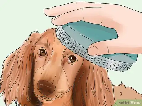 Image titled Groom a Thin Furred Dog Step 5