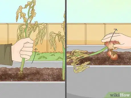Image titled Grow Irish Potatoes Step 18