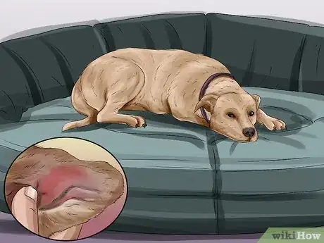 Image titled Treat Aural Hematomas in Dogs Step 6