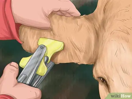 Image titled Give Cattle Hormones Step 8