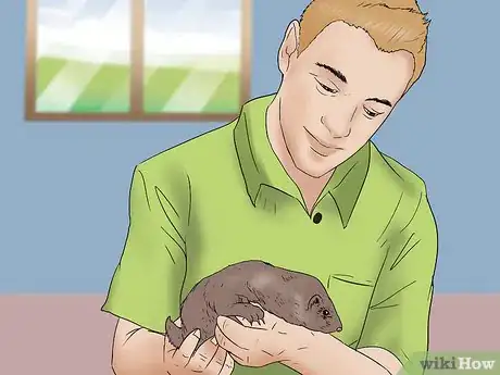 Image titled Raise Ferrets Together Step 11