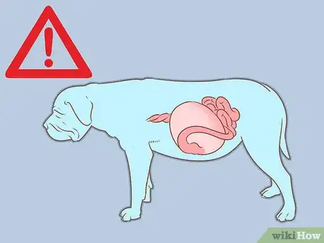 Image titled Care for an English Mastiff Step 3