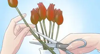 Grow Tulips