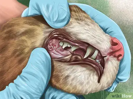 Image titled Identify Early Signs of Chronic Kidney Disease in Cats Step 12