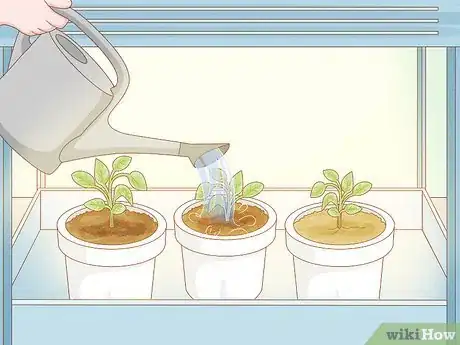Image titled Grow Tobacco Inside Step 12